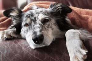 Sick Dog lying down on the couch and sleeping