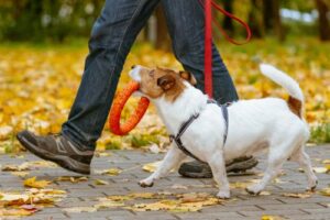 Small dog on a fall walk with his owner