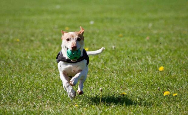 dog running on grass - pet health