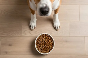 dog waiting patiently for its food, focus on pet bowl full of dog food and wood floor background