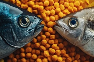 two fish heads with fish food