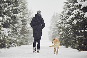 a dog walking in the snow with a dog walker since the owners are on vacation for the winter