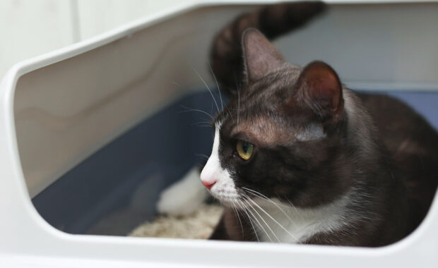 cat sitting in its litter box, enjoying a peaceful moment for deep reflection