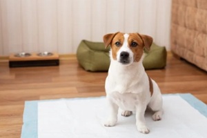 cute jack russell terrier dog sitting on a hygienic daily diaper for pets