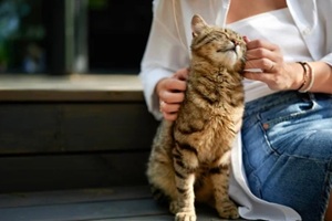 cute striped domestic cat basks in the sun sitting on a ladder step