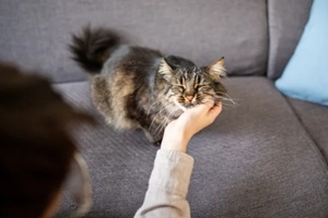 domestic cat receiving gentle facial rubs from owner with closed eyes purring and fully surrendered sit
