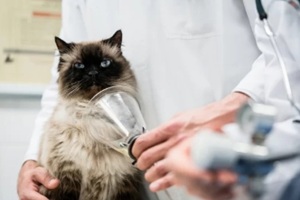 man applying oxygen mask to the cat