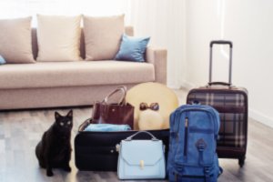 Packed travel bags and cat showing problems with traveling with pets 
