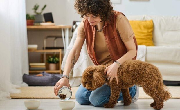 young woman pouring food into bowl and feeding her dog in the living room at home