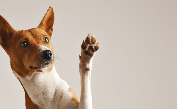 adorable brown and white basenji dog smiling and giving a high five isolated on white