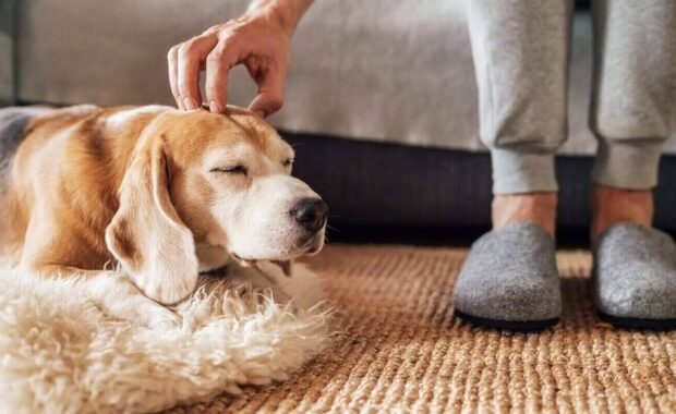 beagle dog owner caress stroking his pet lying on the natural stroking dog on the floor and enjoying the warm home atmosphere