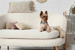 cute yorkshire terrier dog sitting on sofa in living room