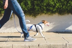dog walker walking fast with her pet on leash at street pavement