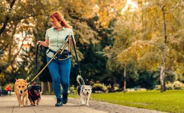 female dog walker with dogs enjoying in city park