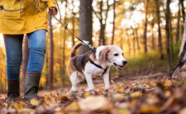 senior woman with dog on a walk in an autumn forest