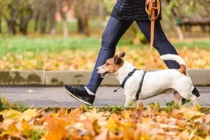 trained dog walking on loose leash next to owner in autumn park on warm sunny day