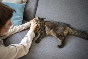 female owner stroking domestic cat on living room couch