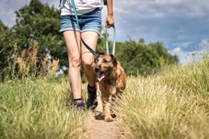 animal trainer walking with her dog in nature