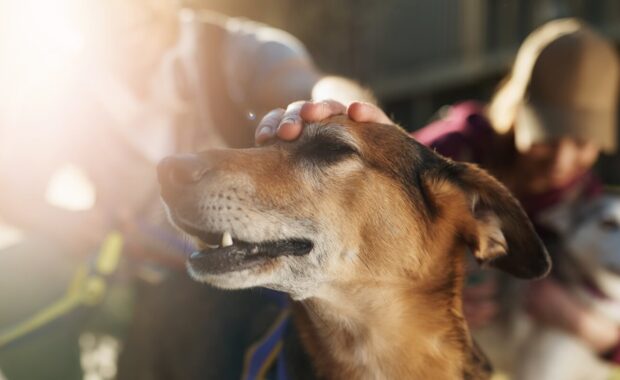 close up of pet sitter cuddles mixed breed dog during a walk in park