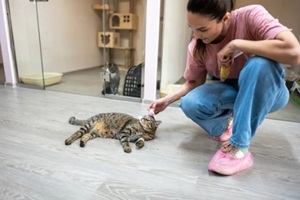 woman pet sitter in cat hotel gently strokes, plays with relaxed cat sprawled on floor among boarding rooms