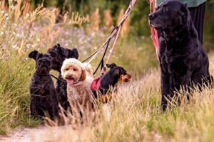 five dogs on leashes stand together in tall meadow grass while their owner holds leads