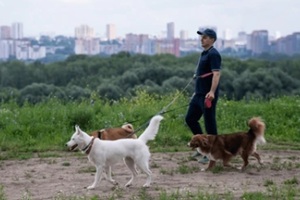man taking dogs out for a walk