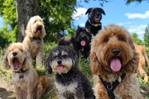 pack of cute and happy dog friends of various breed, age and size are hanging out together in a green park on a sunny day enjoying their group dog walk