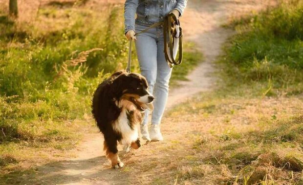 woman in denim suit walks next to her beloved pet in dog walking area