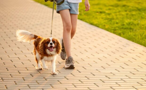 cheerful dog walks along paved path on leash, next to its owner