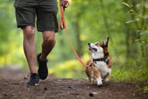 dog on a walk in a forest on a leash