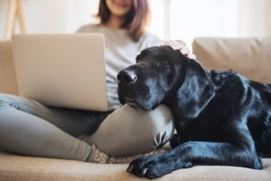 teenage girl with a dog sitting on a sofa indoors, working on a laptop