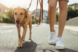 dog walking with owner on the streets