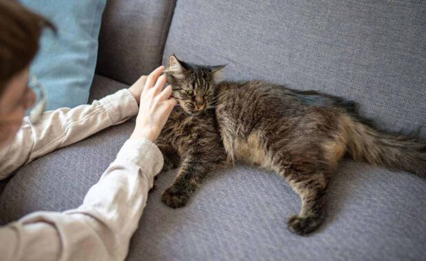 female owner stroking domestic cat on living room couch, animal responds with purring and trust