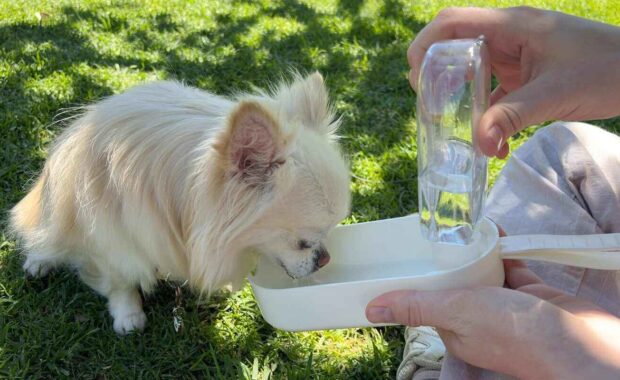 longhaired chihuahua dog drinks water from the drinking bowl in the park