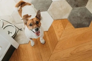 pet sitter needed for friendly terrier on stylish floor