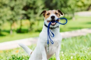 do with leash in mouth