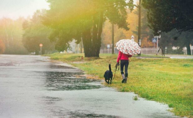 girl with dog and umbrella in the rain