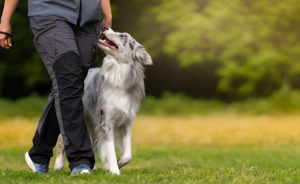 marbled border collie learns to walk next to its owner during dog training on a green field in summer