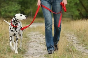 mature woman is walking a dalmatian dog on a leash in nature environment
